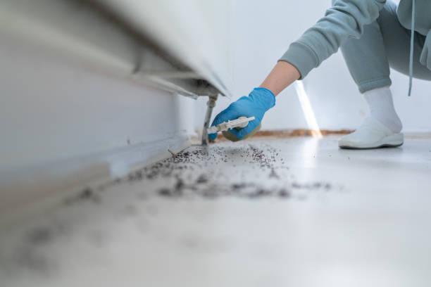 Best Affordable Pest Control Services  in Temple Hills, MD